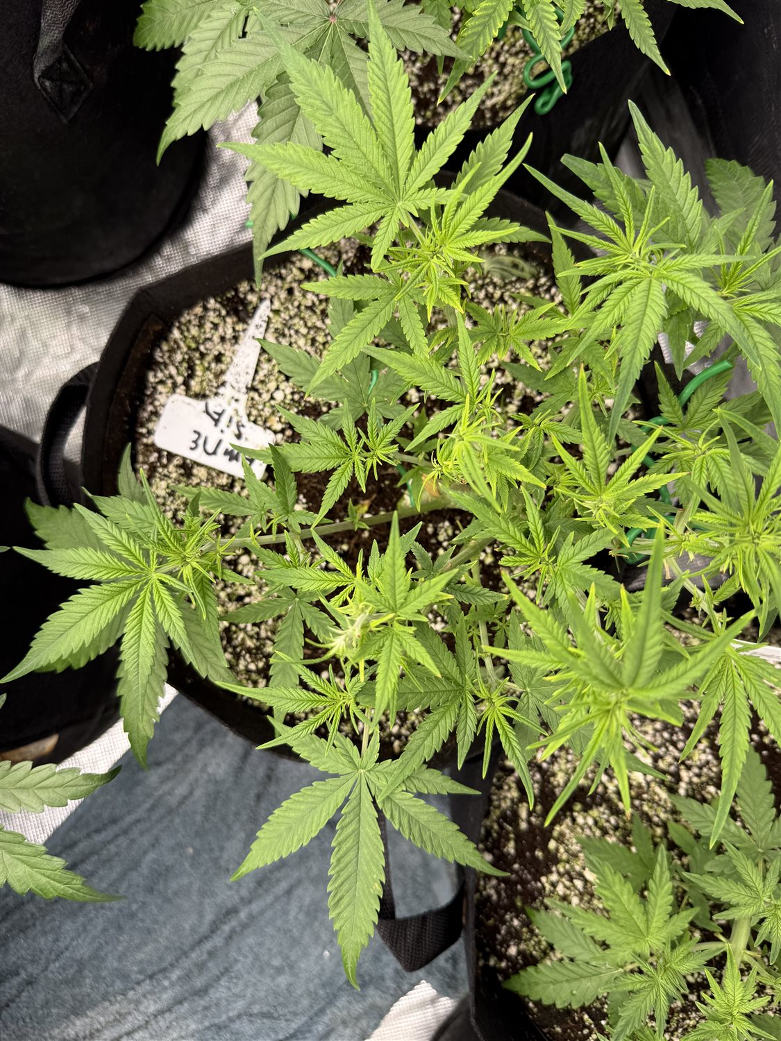 Featured Plant Image