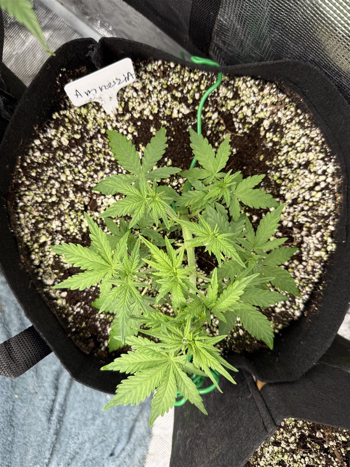 Featured Plant Image