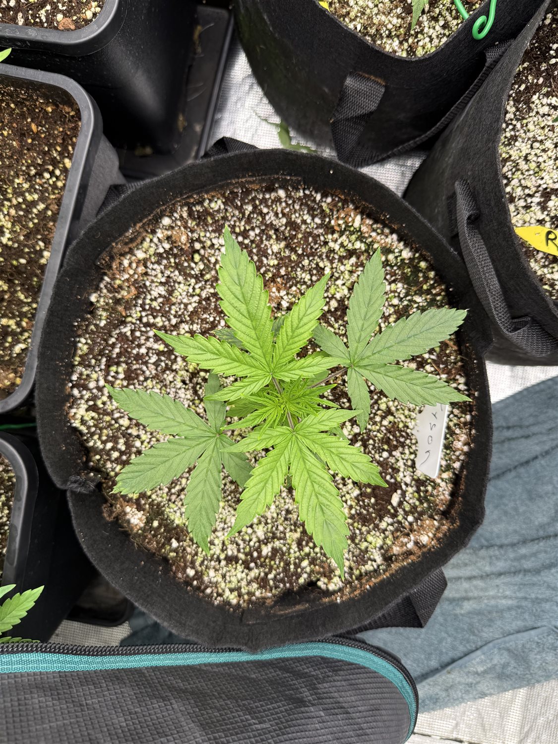 Featured Plant Image