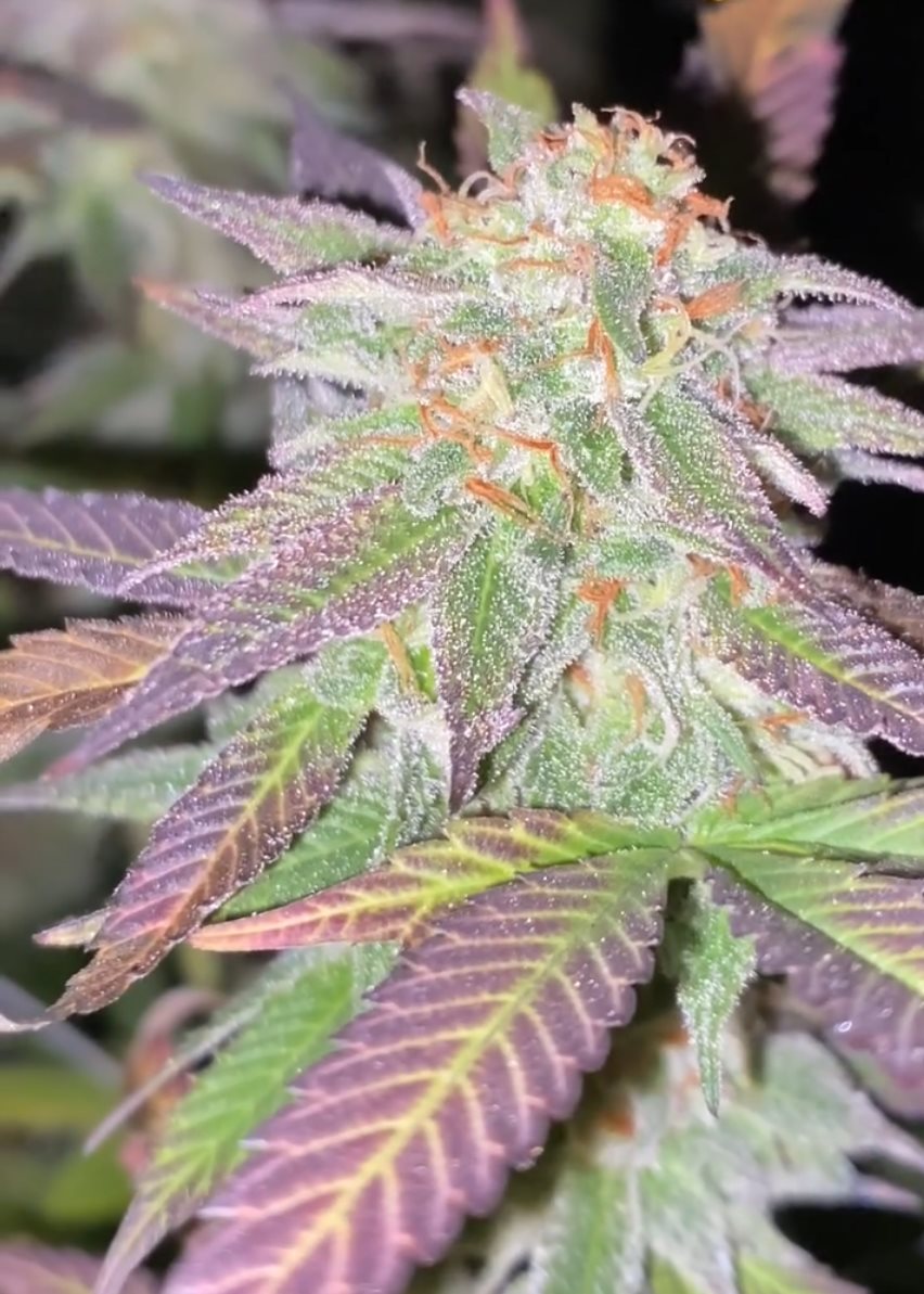 Featured Plant Image