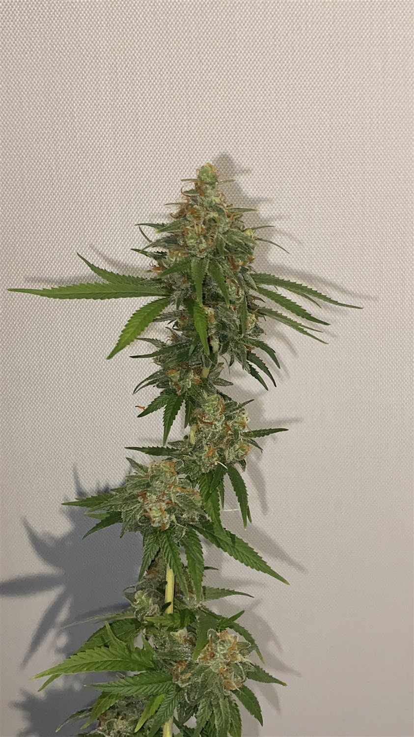 Featured Plant Image