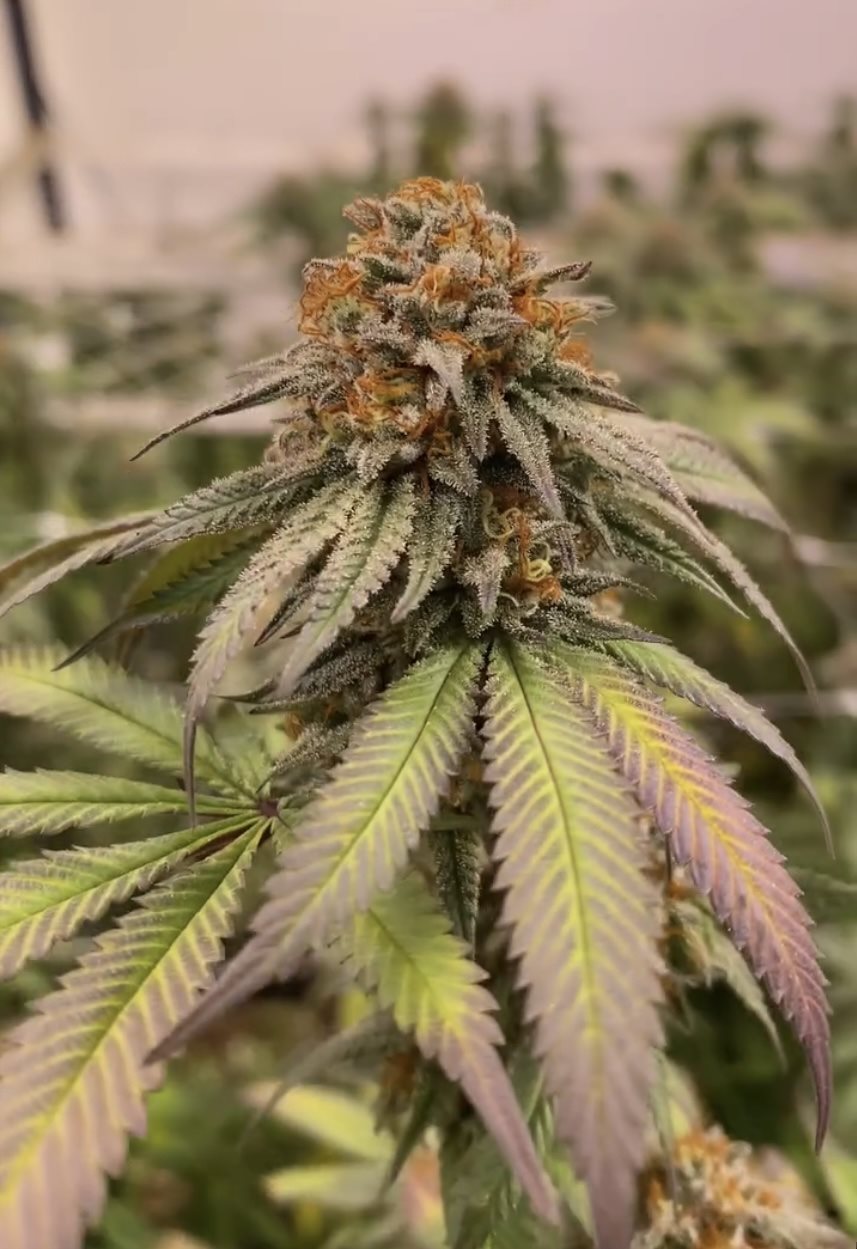 Featured Plant Image