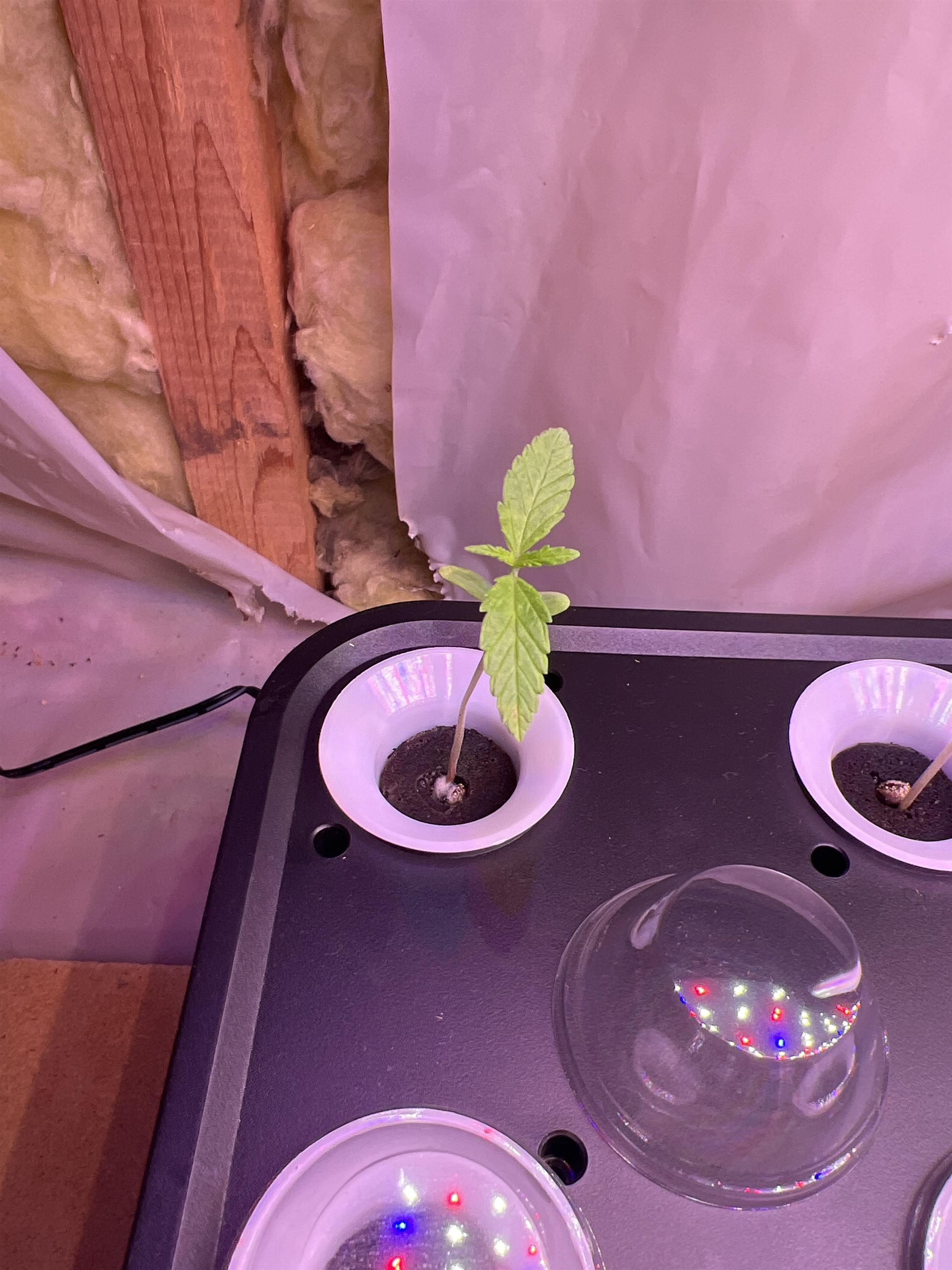 Featured Plant Image