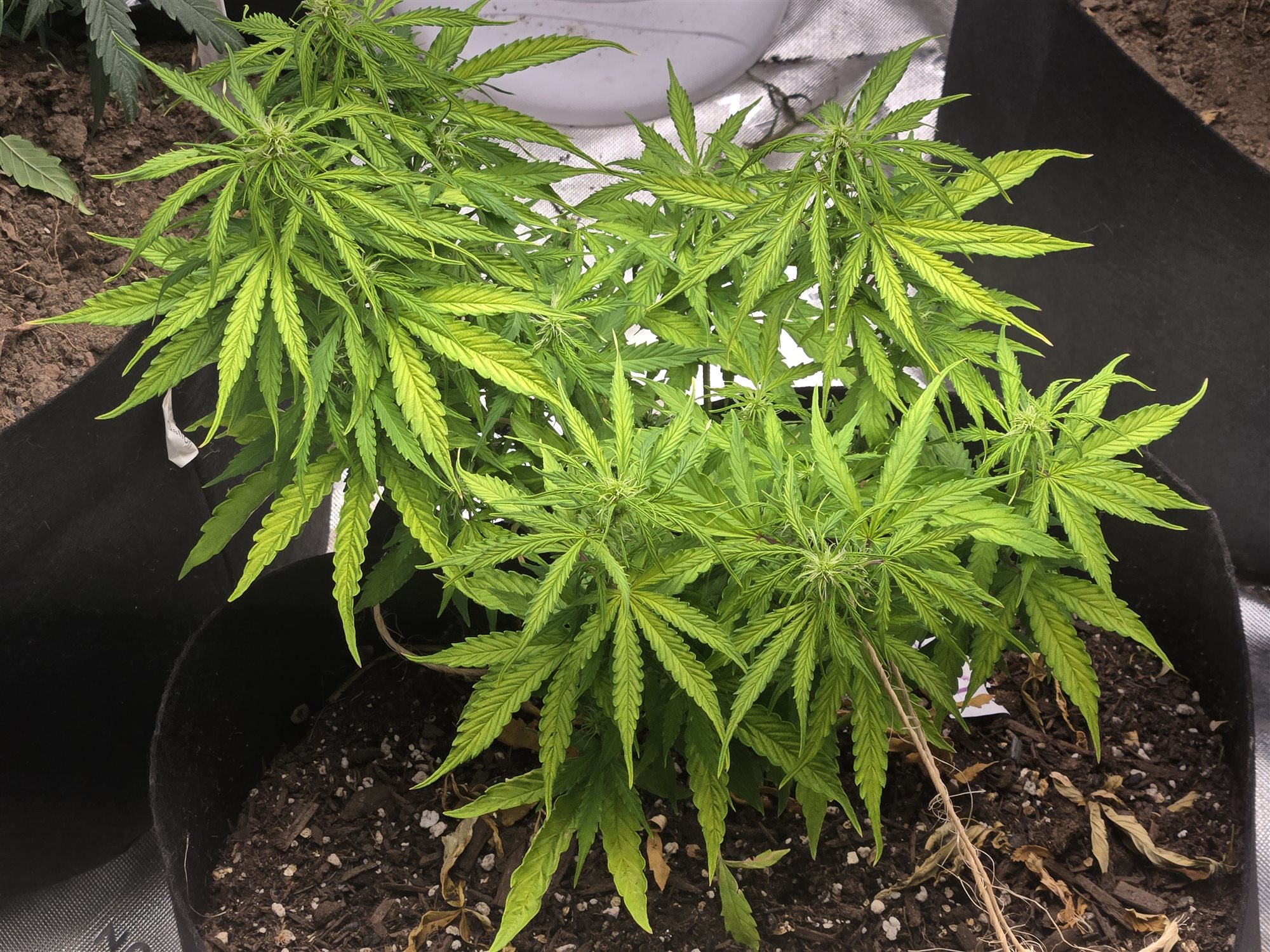 Featured Plant Image