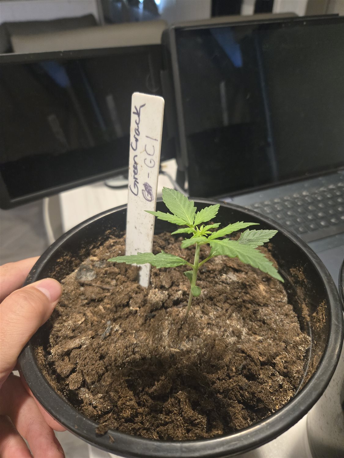 Featured Plant Image