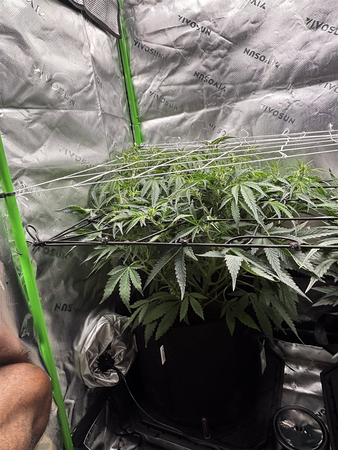 Featured Plant Image