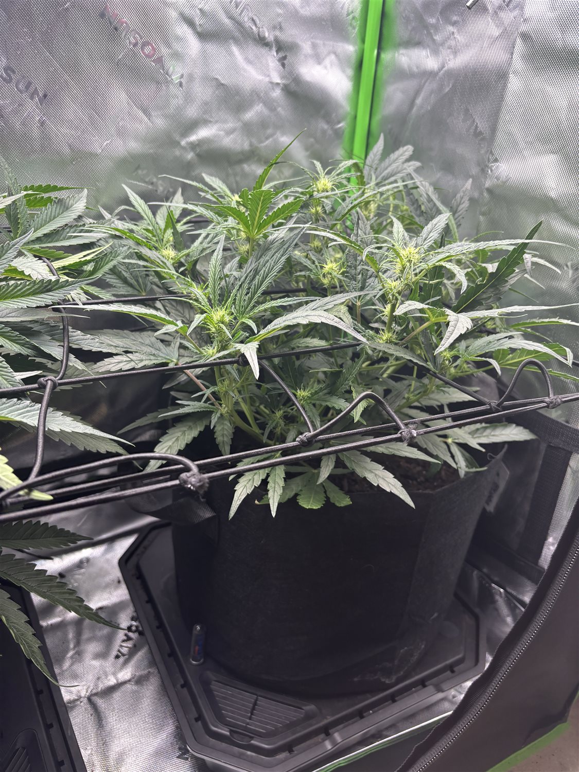 Featured Plant Image