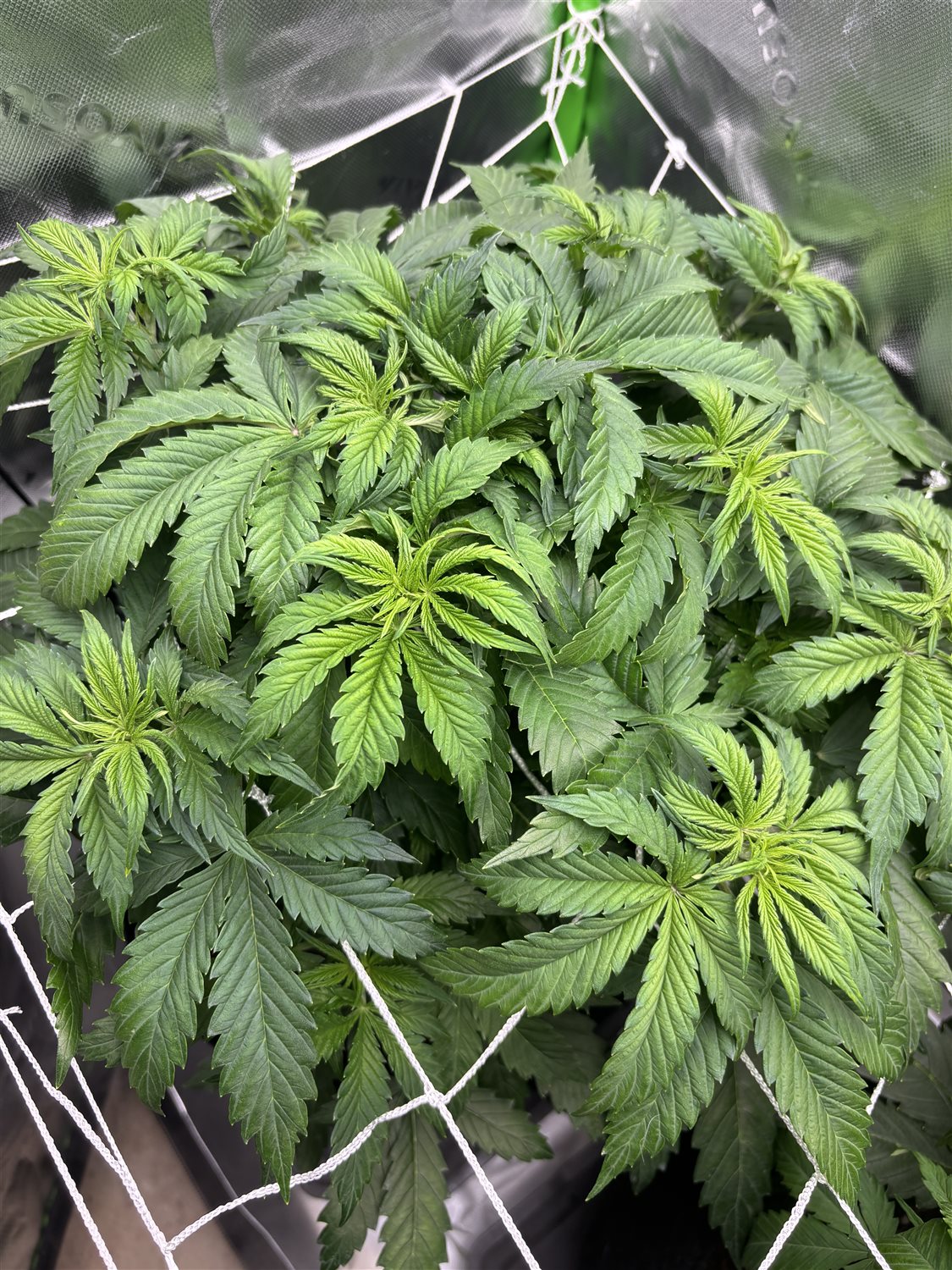 Featured Plant Image