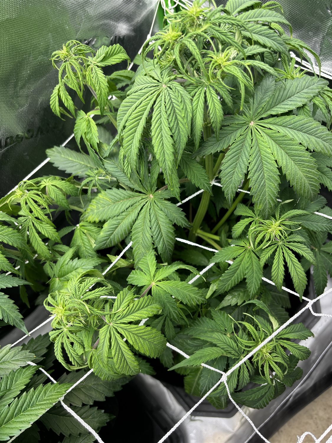 Featured Plant Image