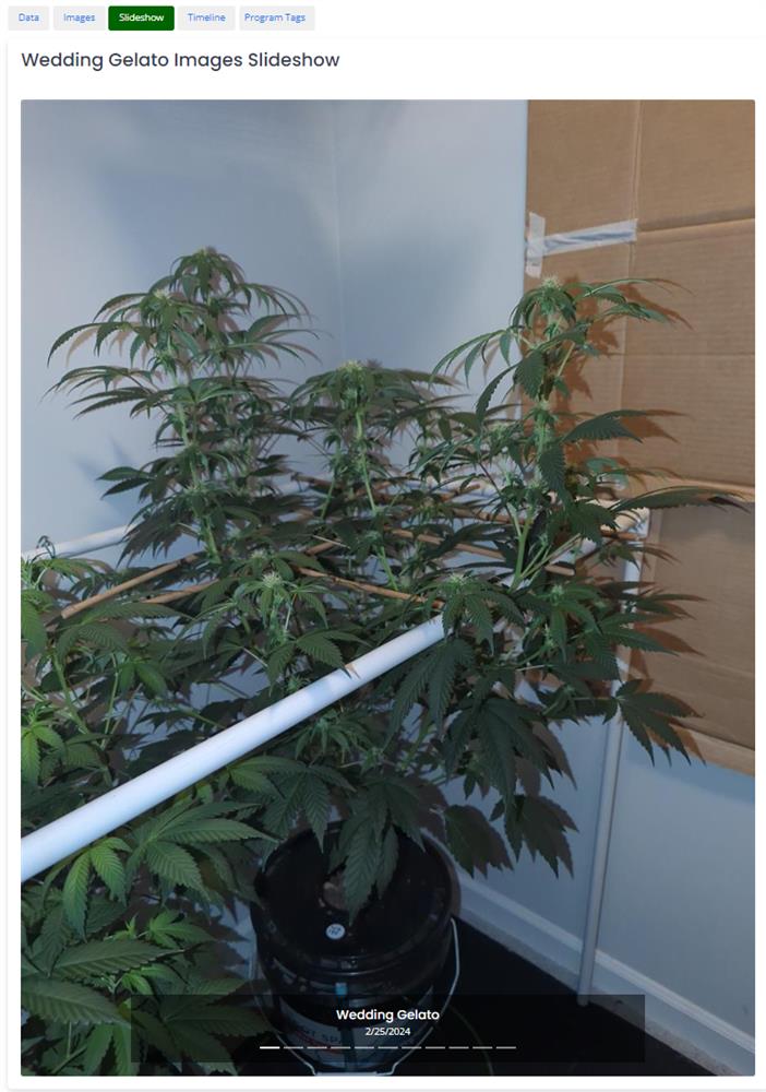 Featured Plant Image