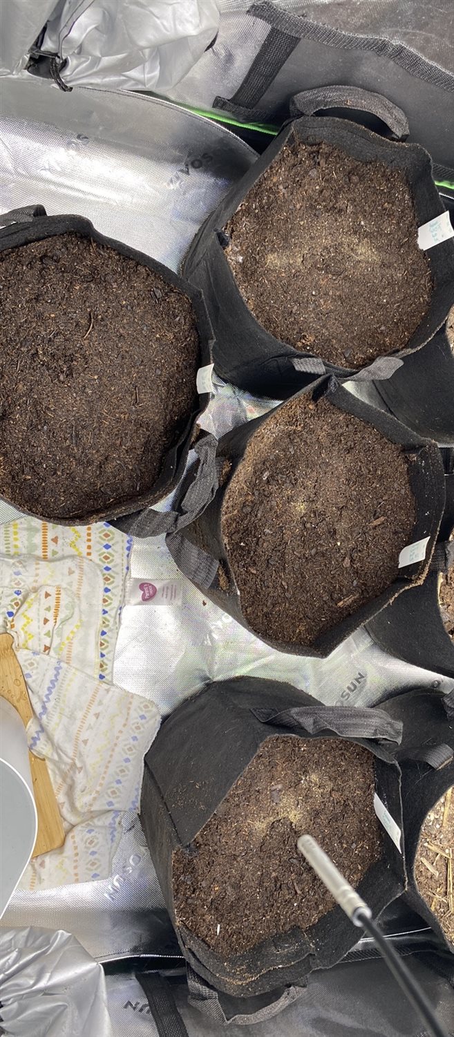 Featured Plant Image