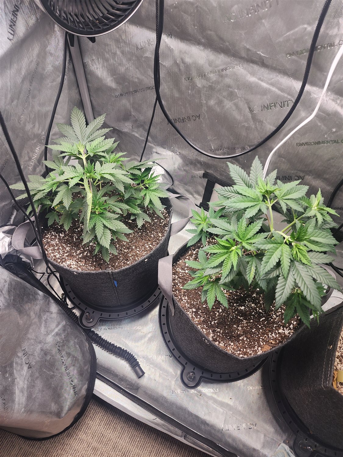 Featured Plant Image