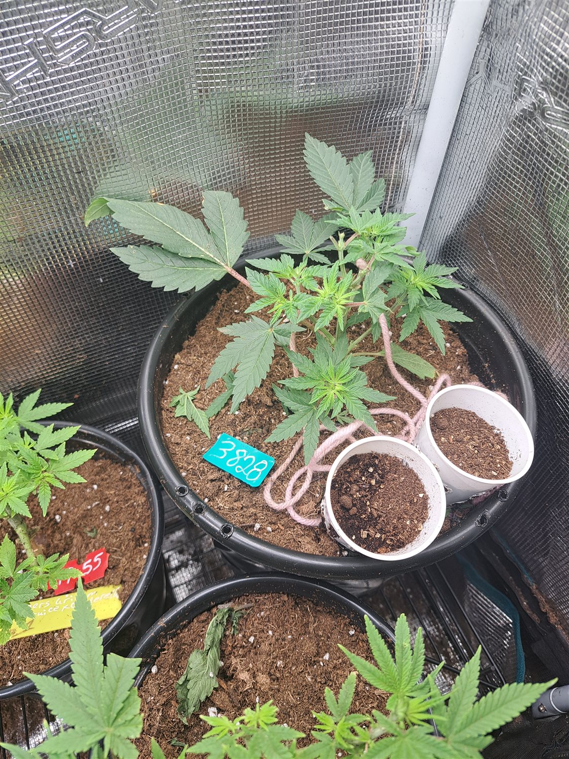 Featured Plant Image