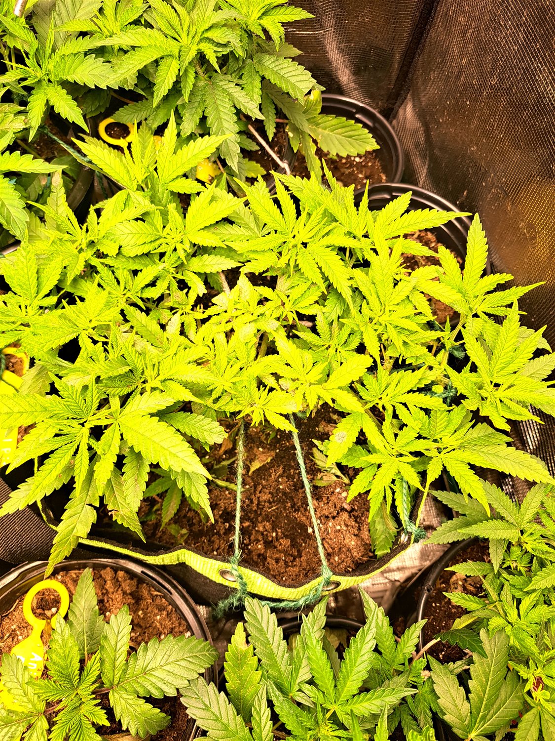 Featured Plant Image