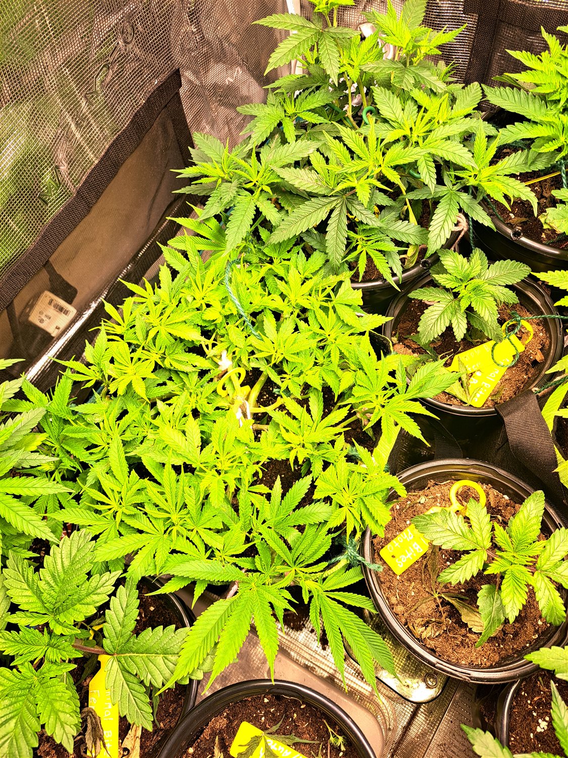 Featured Plant Image