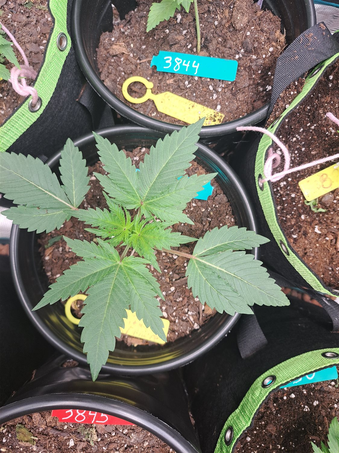 Featured Plant Image