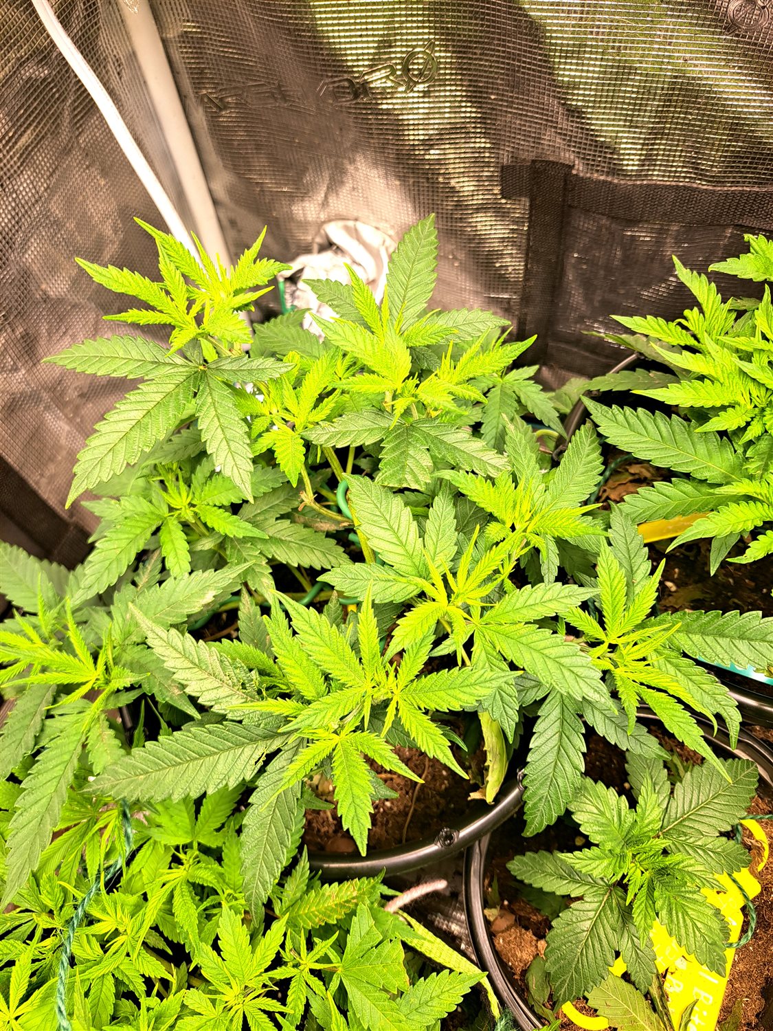 Featured Plant Image