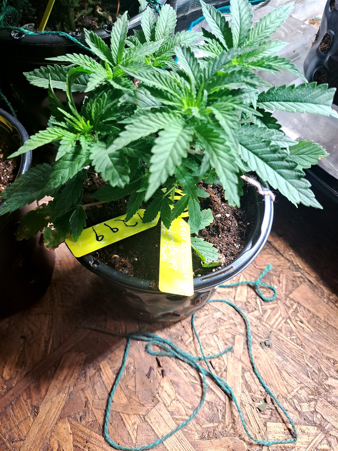 Featured Plant Image