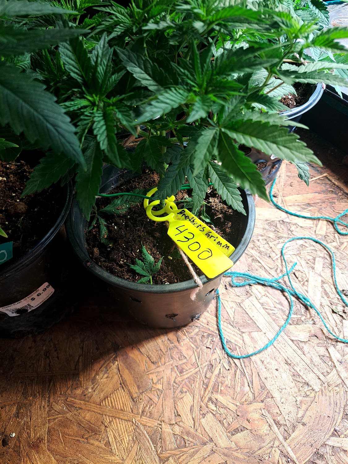 Featured Plant Image