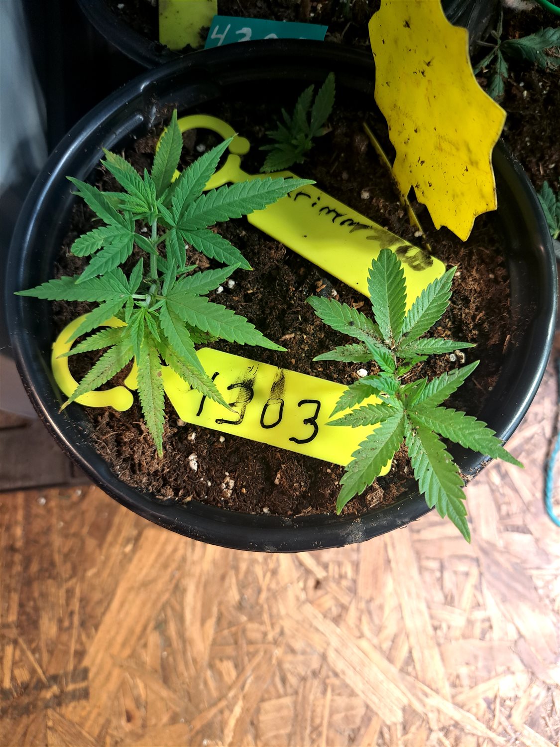 Featured Plant Image