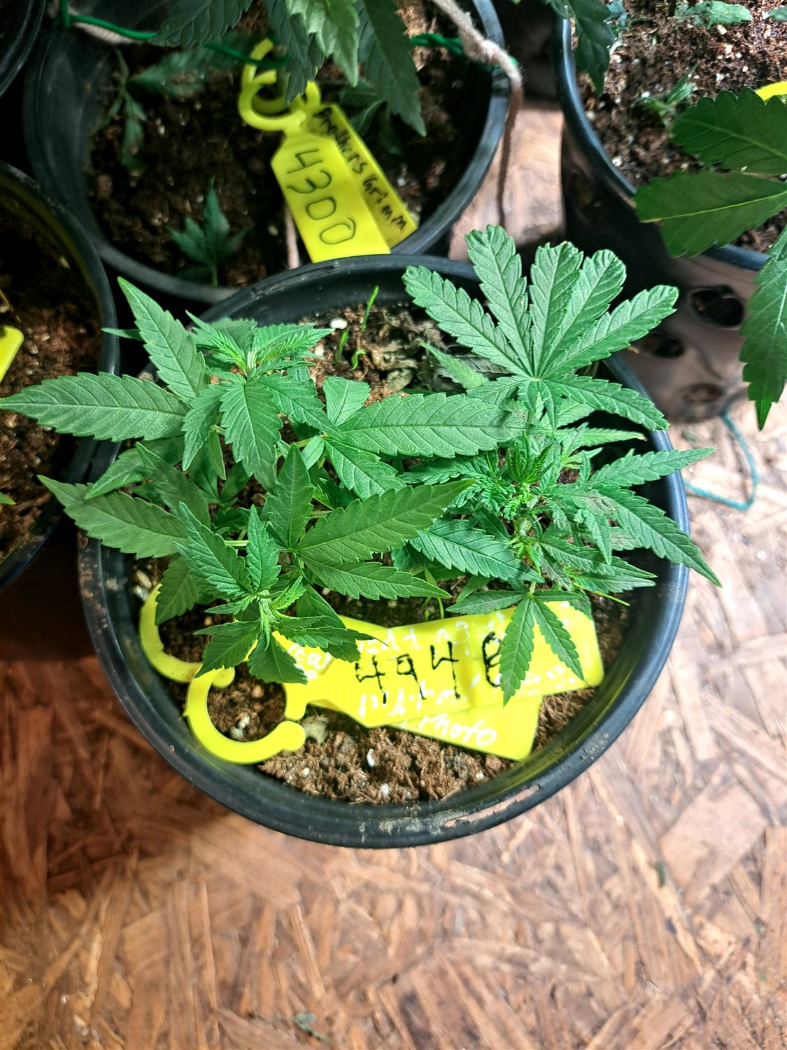 Featured Plant Image