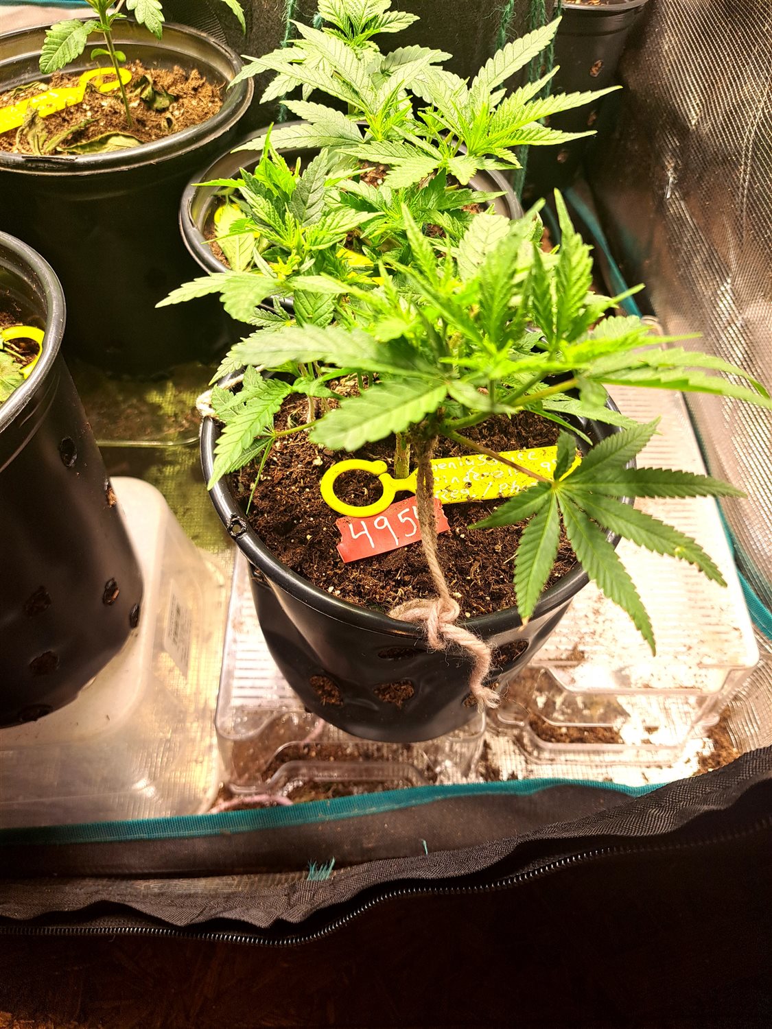 Featured Plant Image