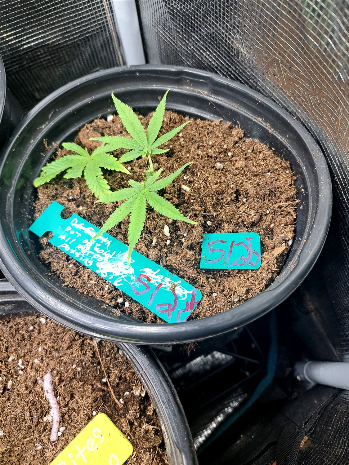 Featured Plant Image