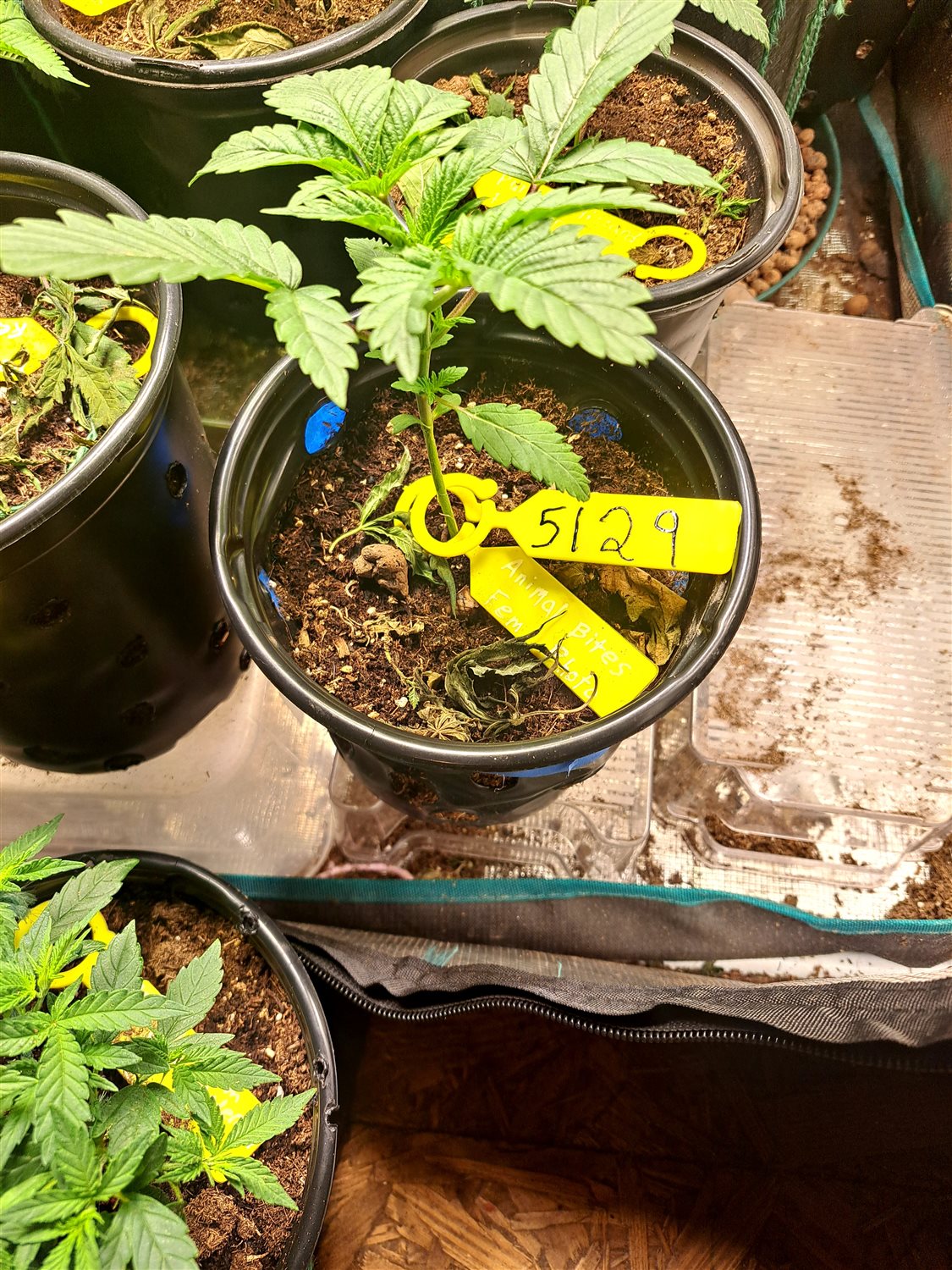 Featured Plant Image