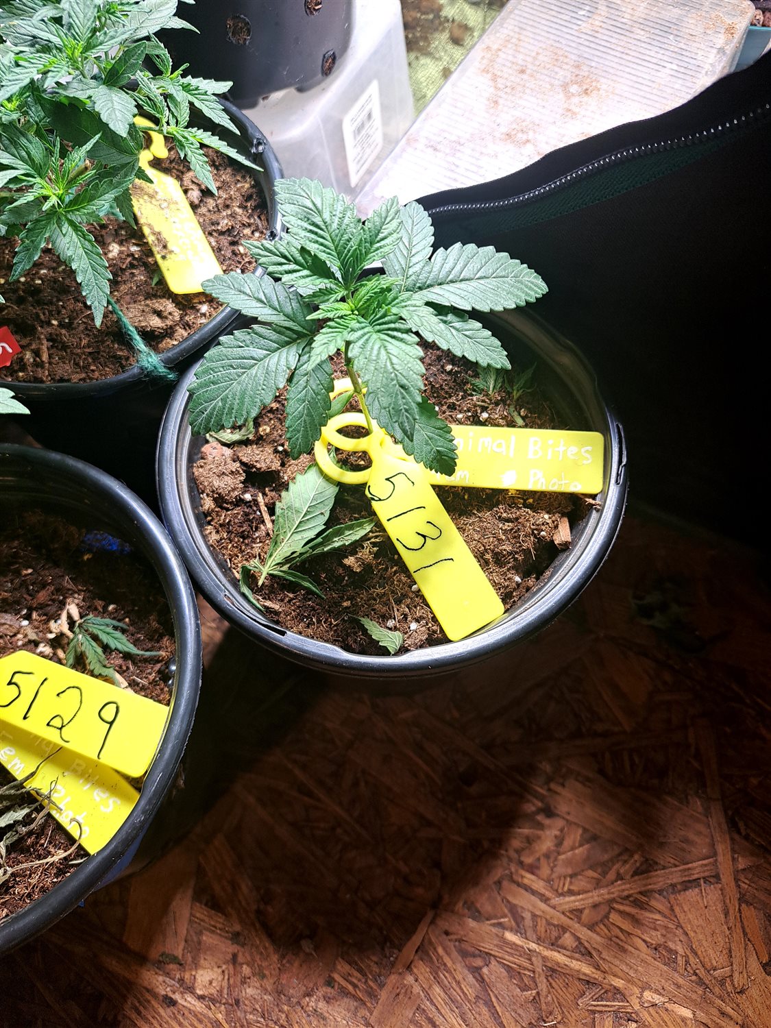 Featured Plant Image