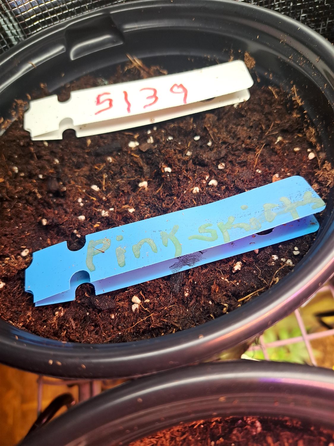 Featured Plant Image