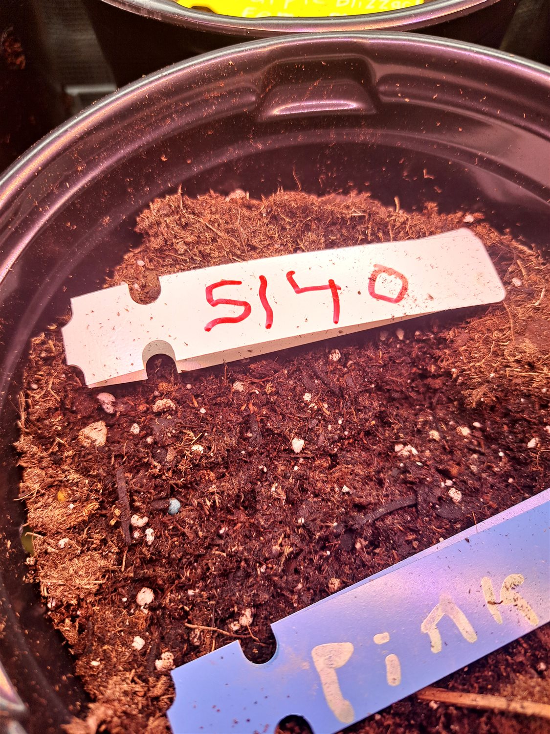 Featured Plant Image