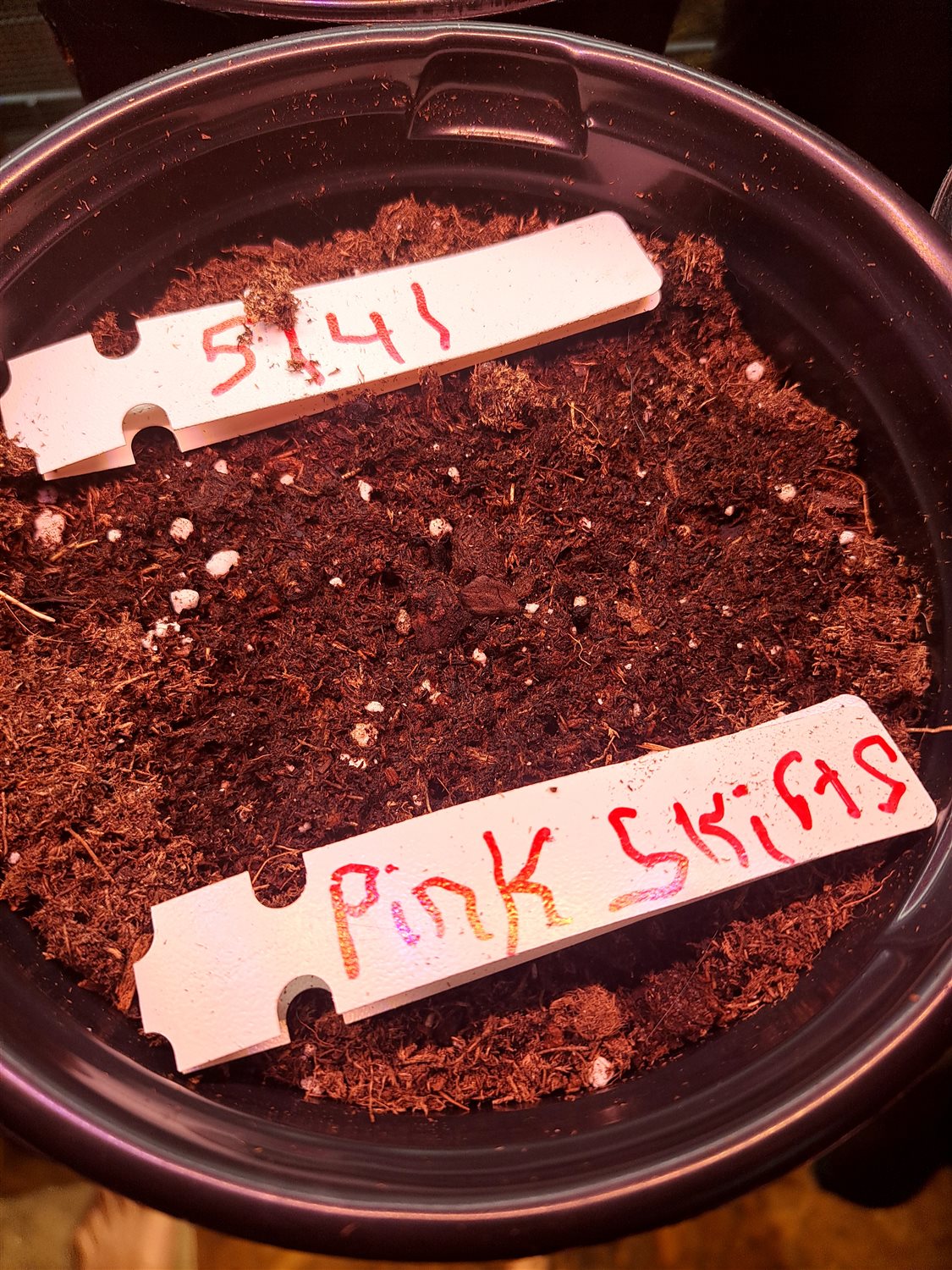 Featured Plant Image