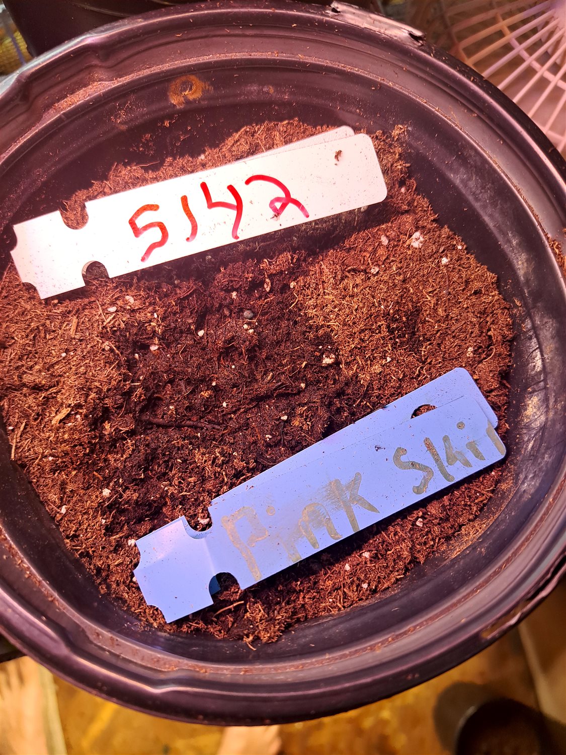 Featured Plant Image