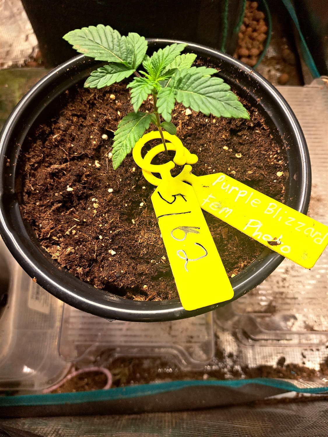 Featured Plant Image