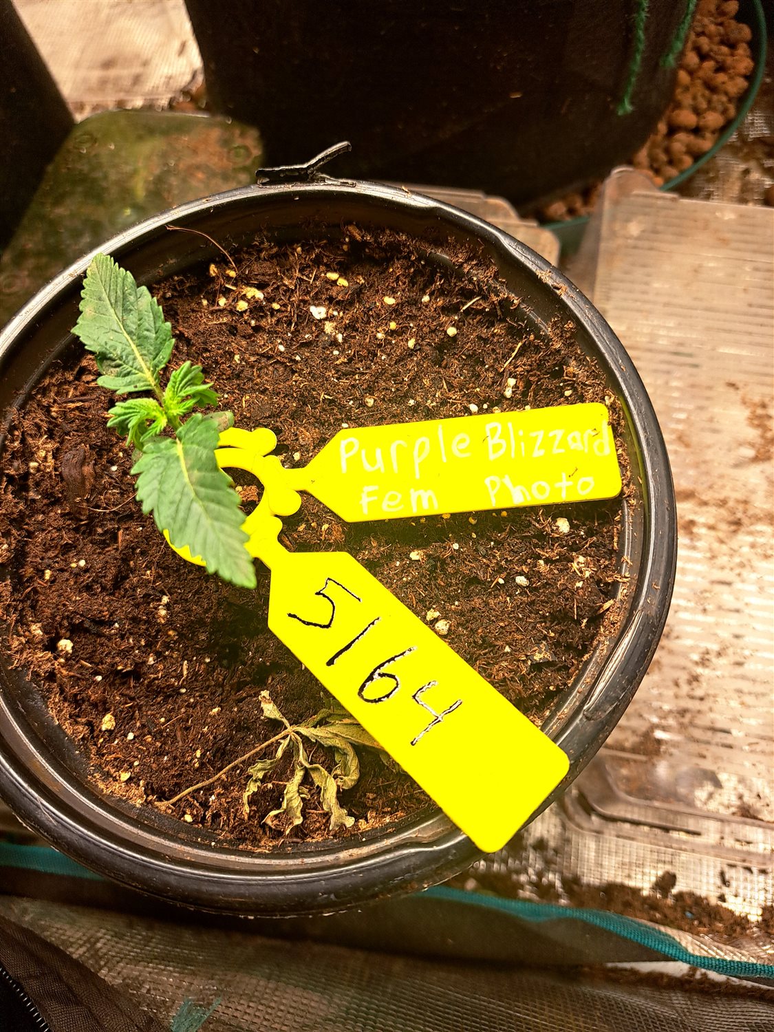 Featured Plant Image