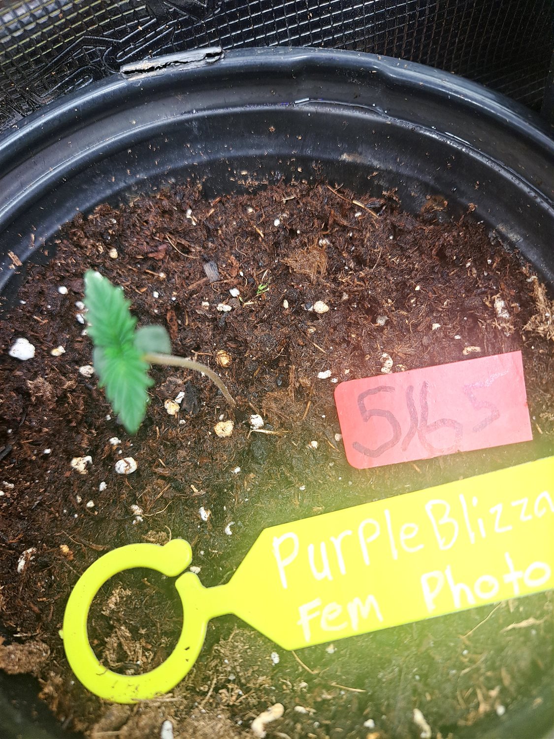 Featured Plant Image