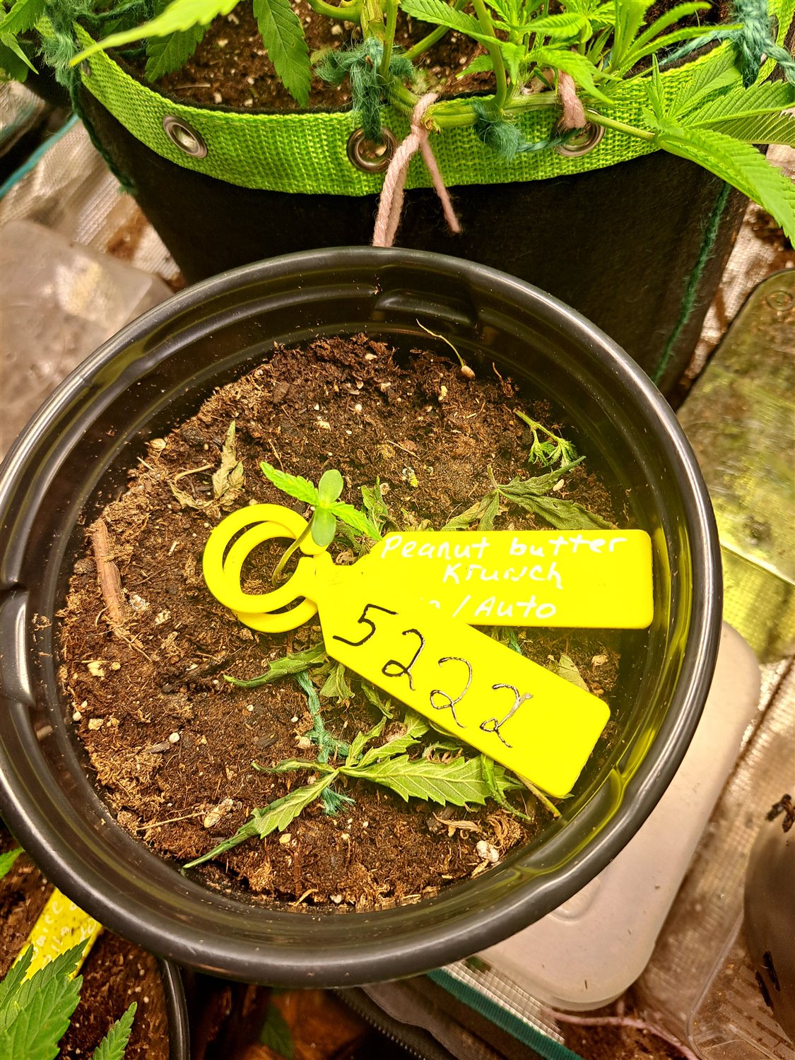 Featured Plant Image