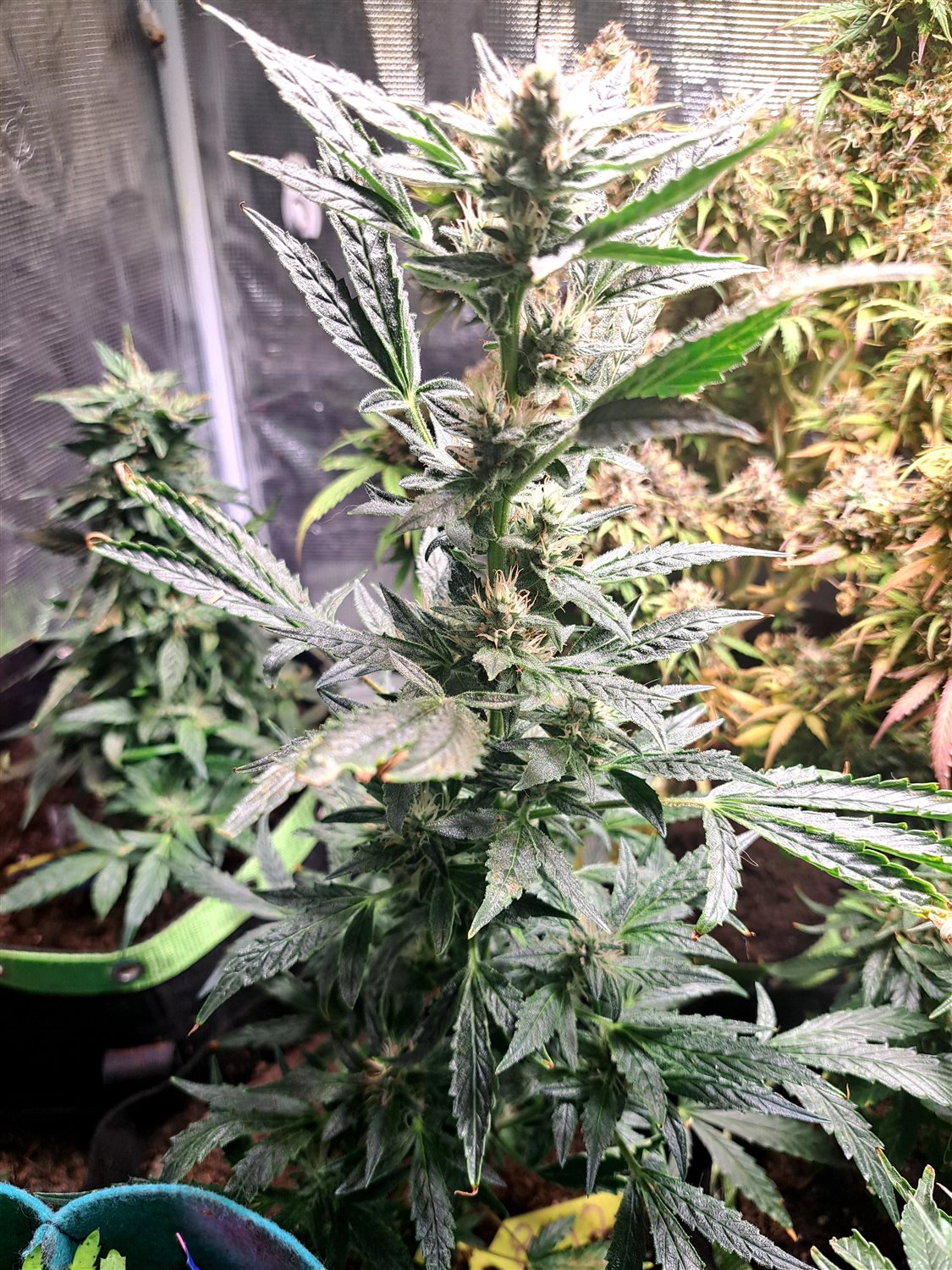 Featured Plant Image