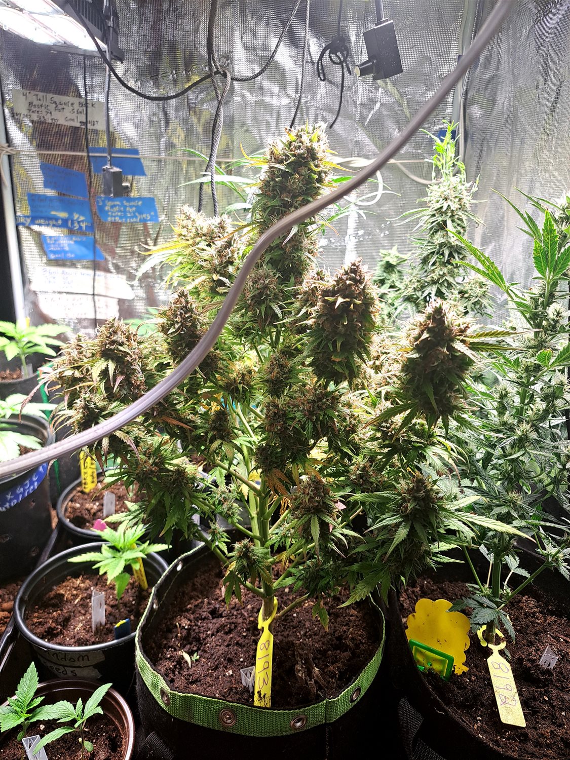 Featured Plant Image