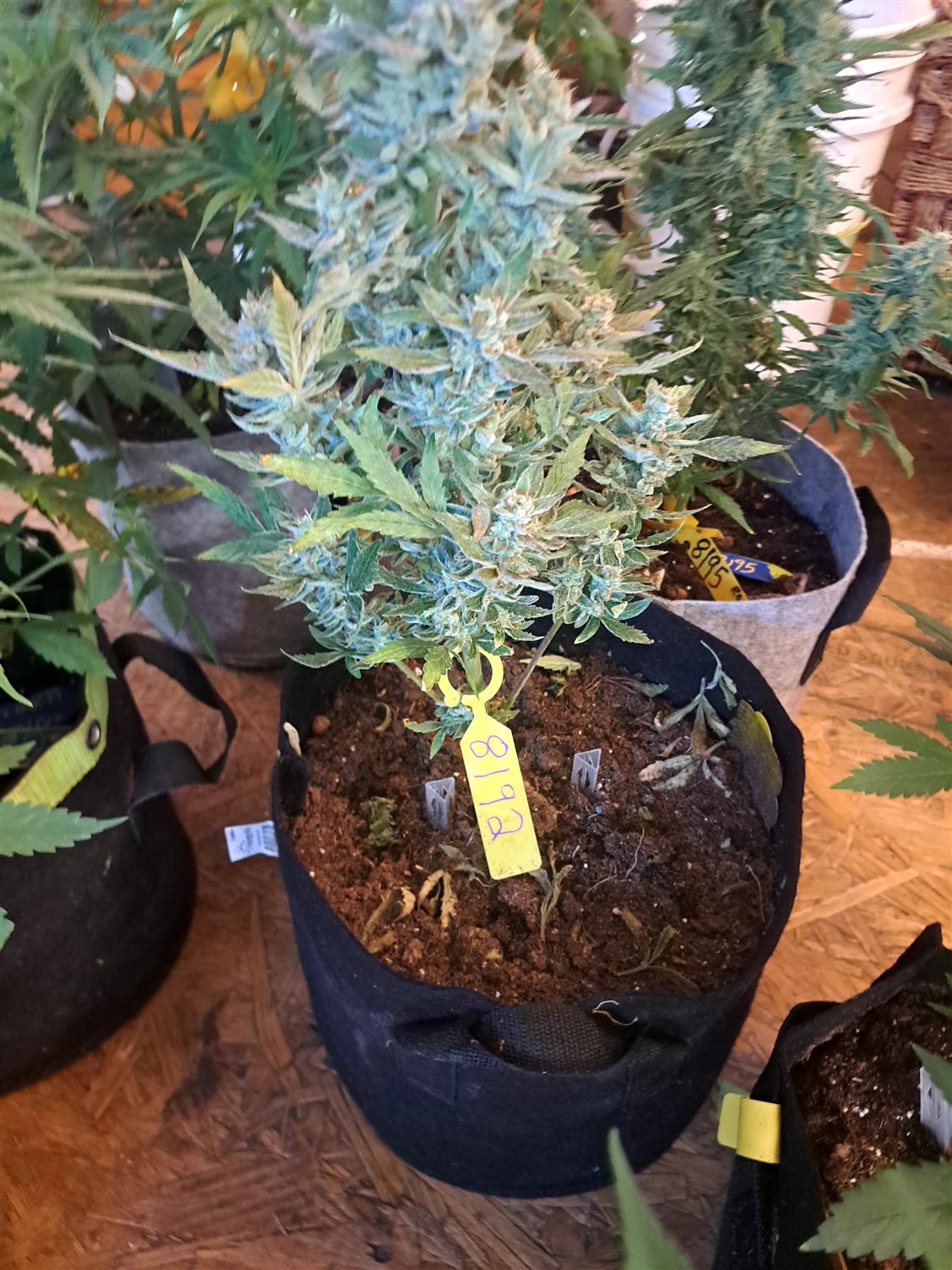 Featured Plant Image