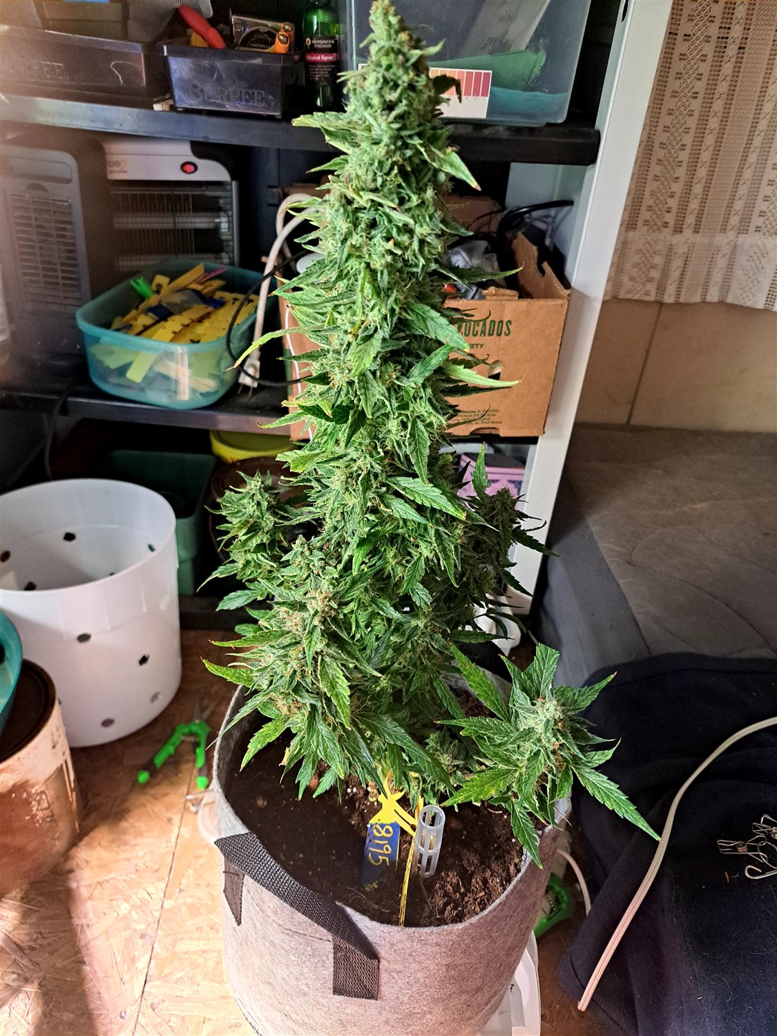 Featured Plant Image