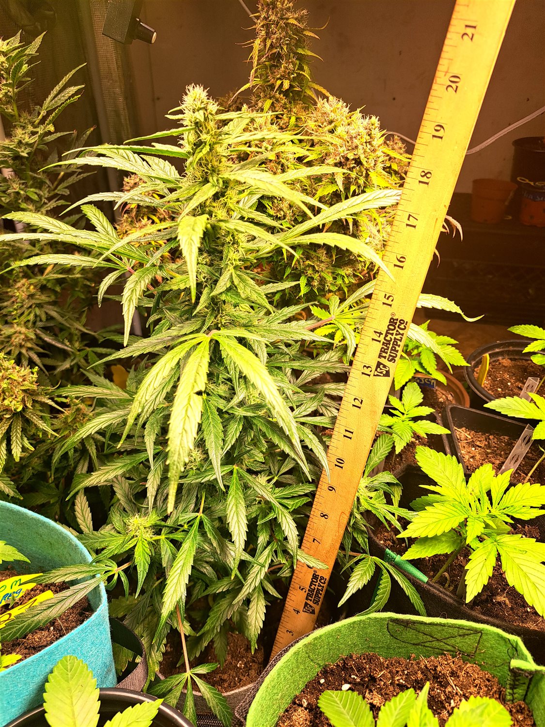 Featured Plant Image