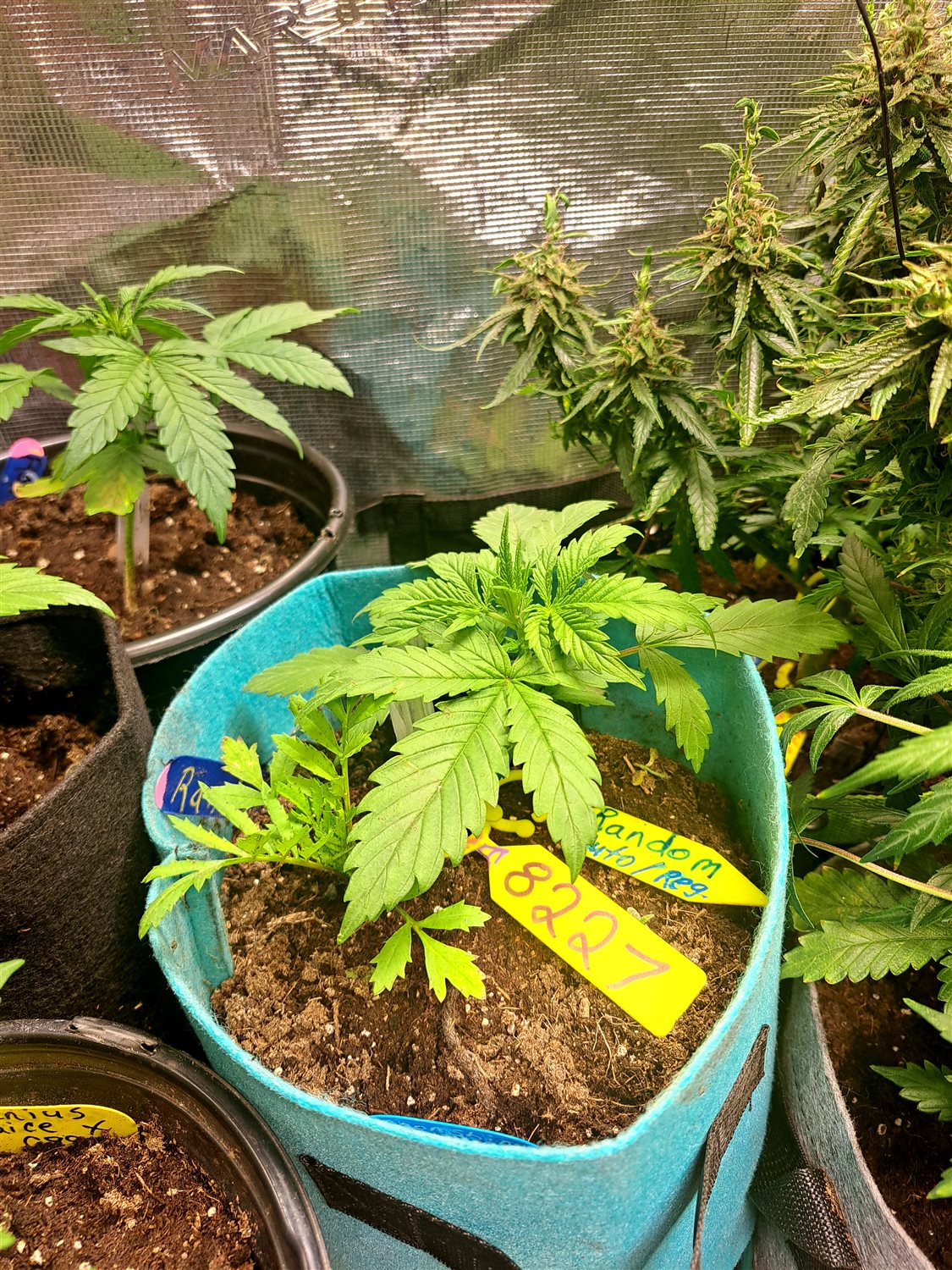 Featured Plant Image