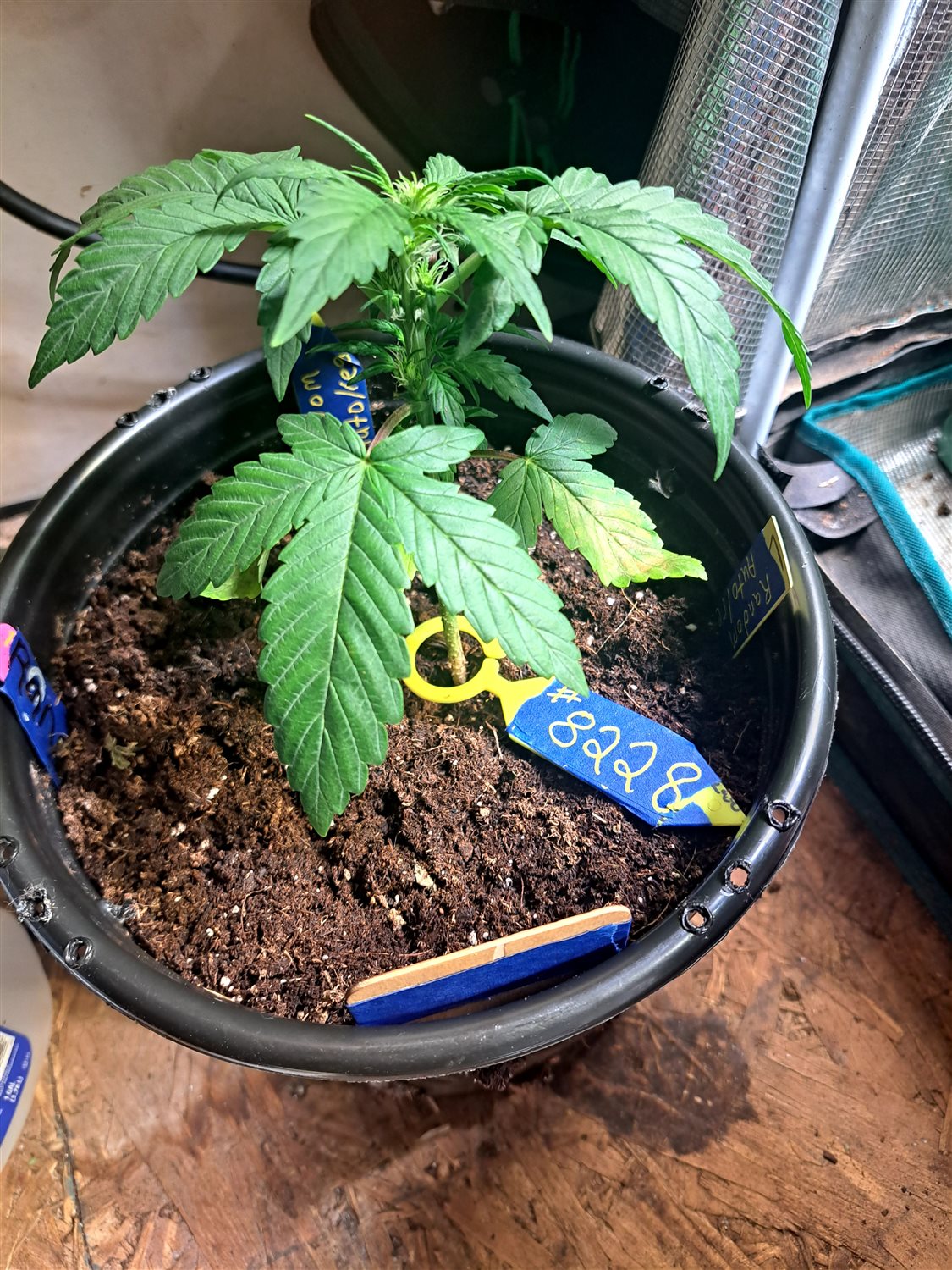 Featured Plant Image