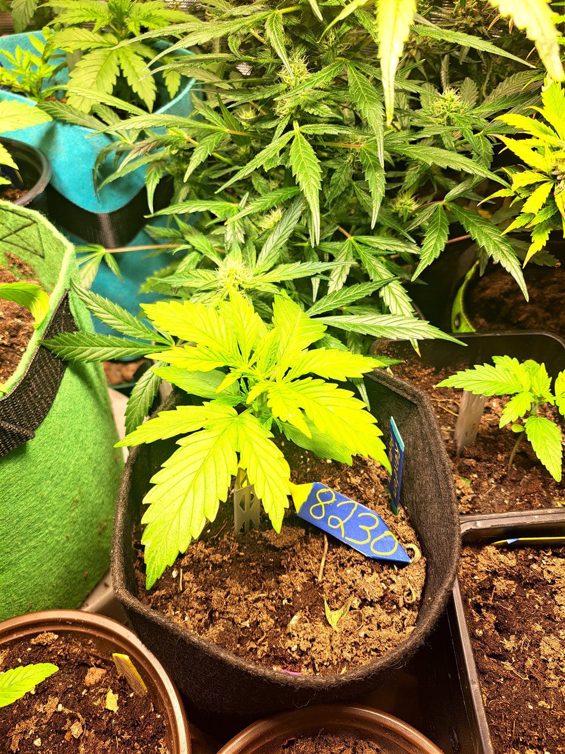 Featured Plant Image