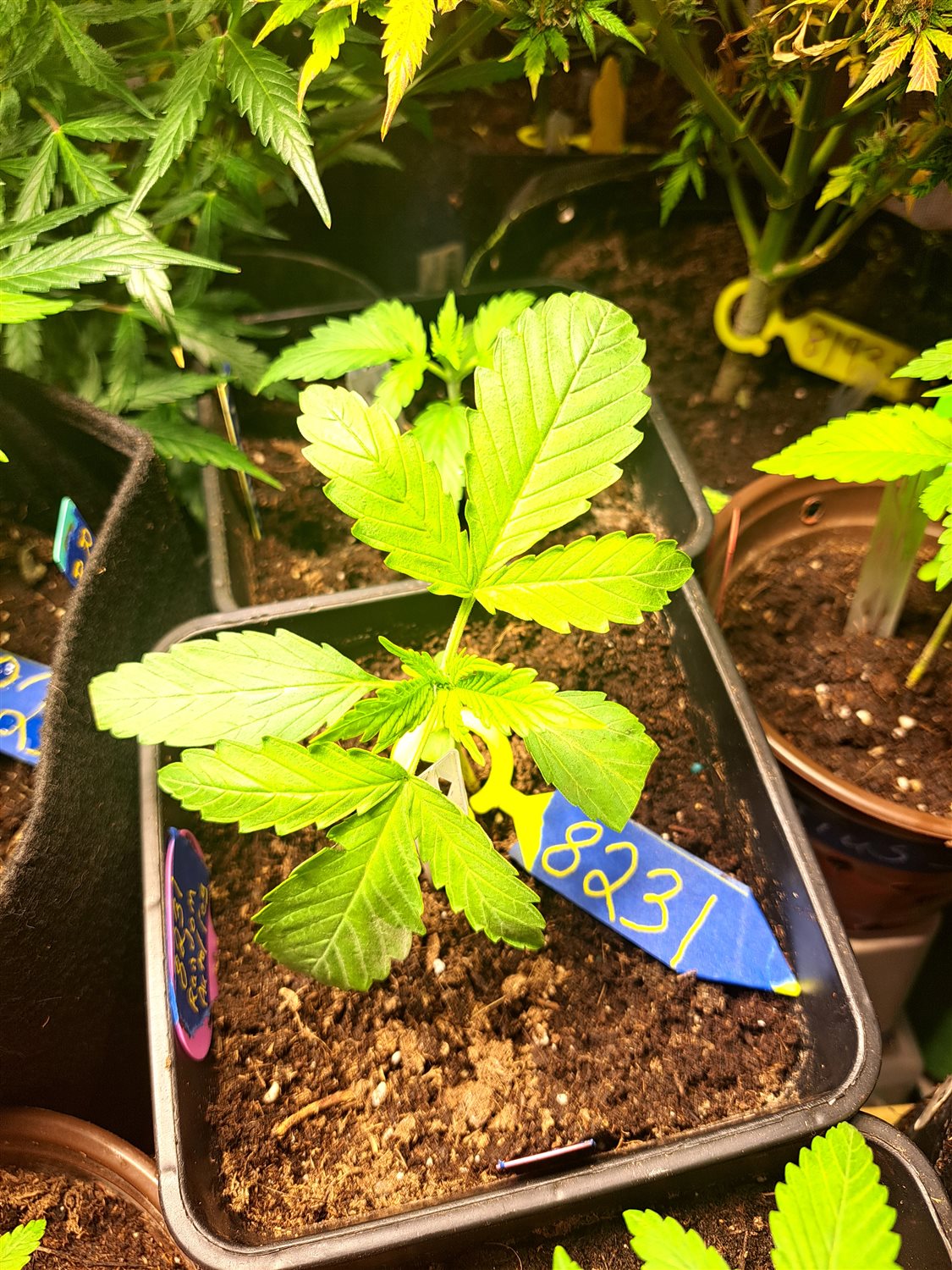 Featured Plant Image