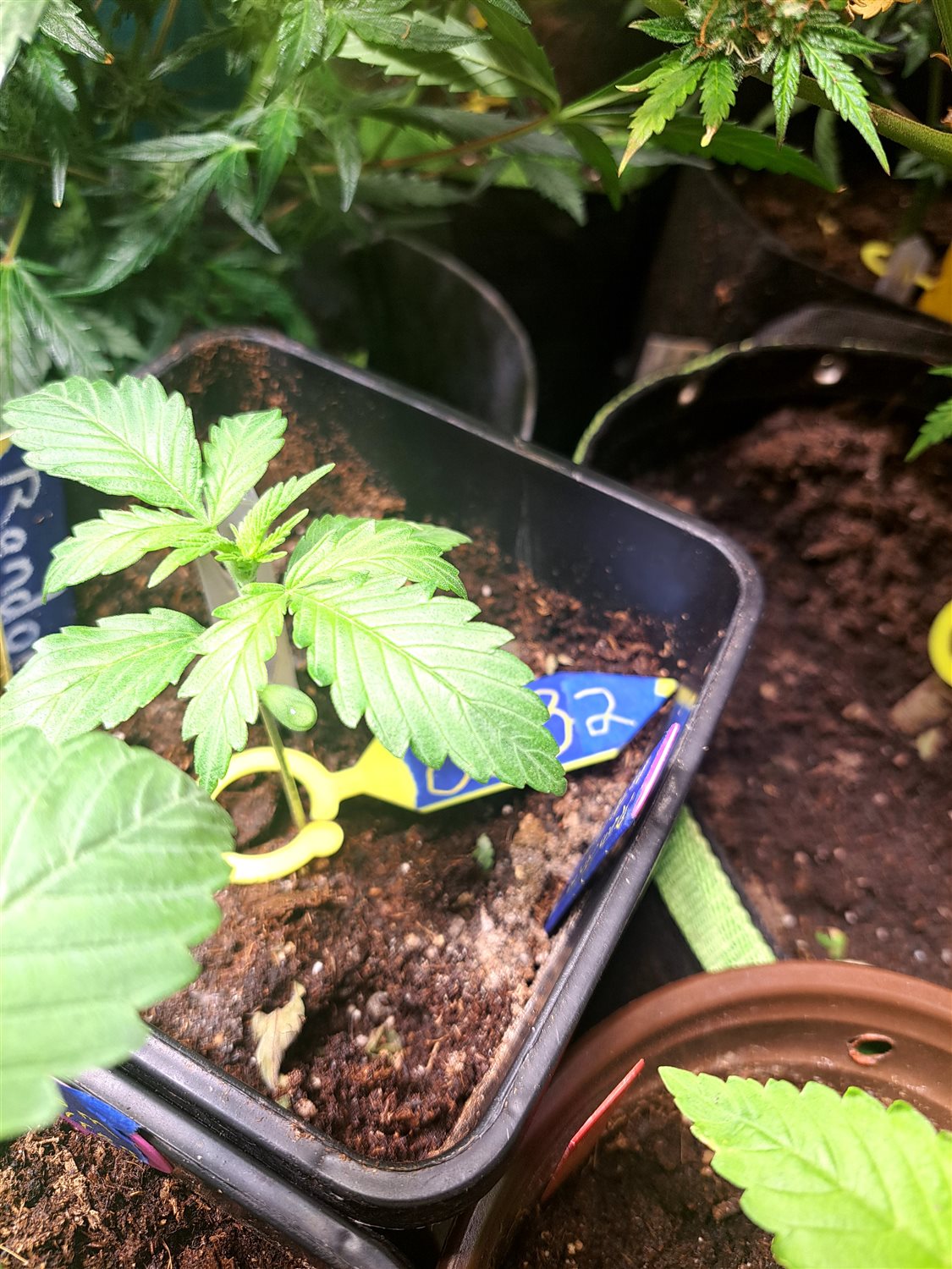 Featured Plant Image