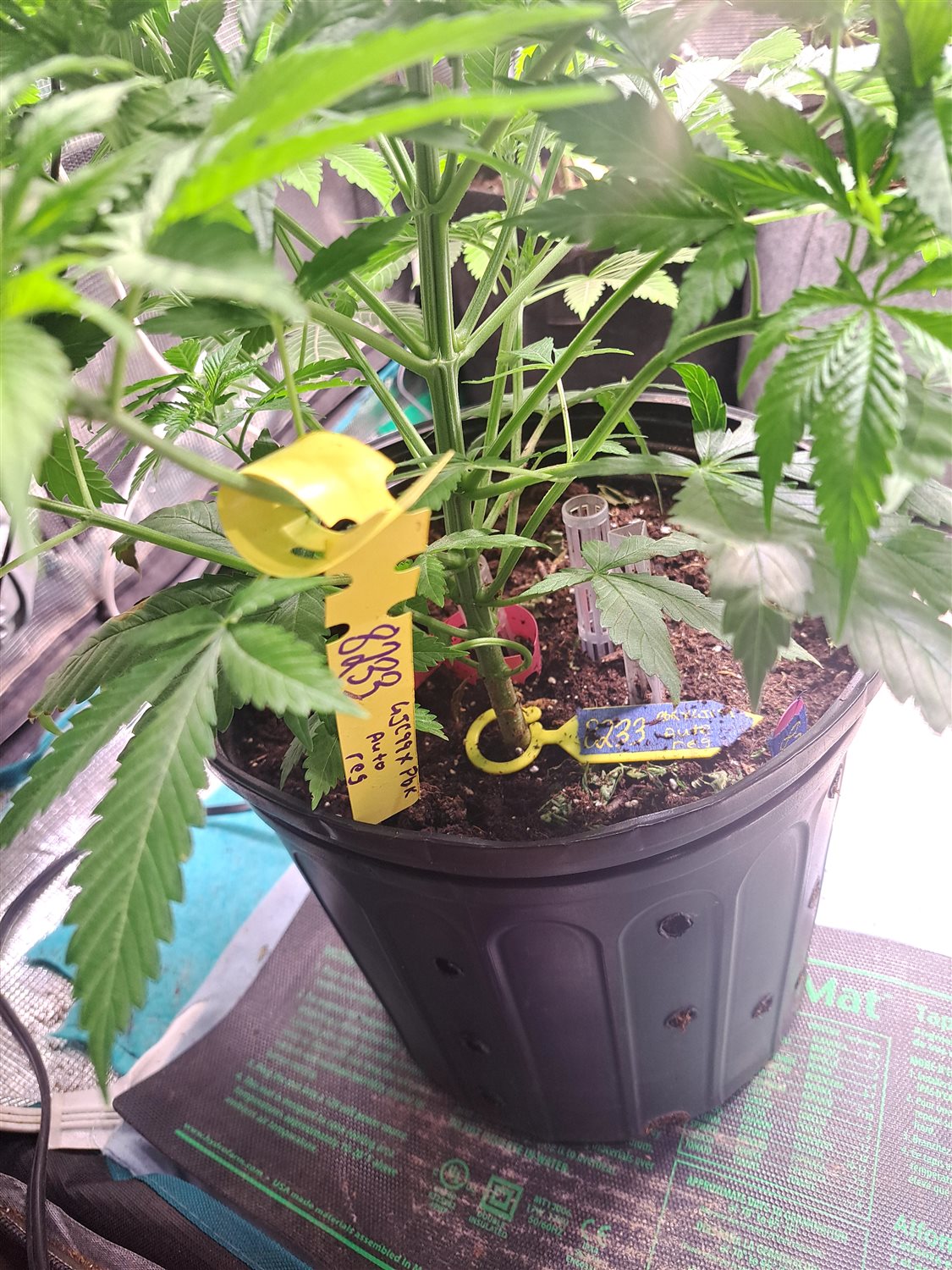 Featured Plant Image