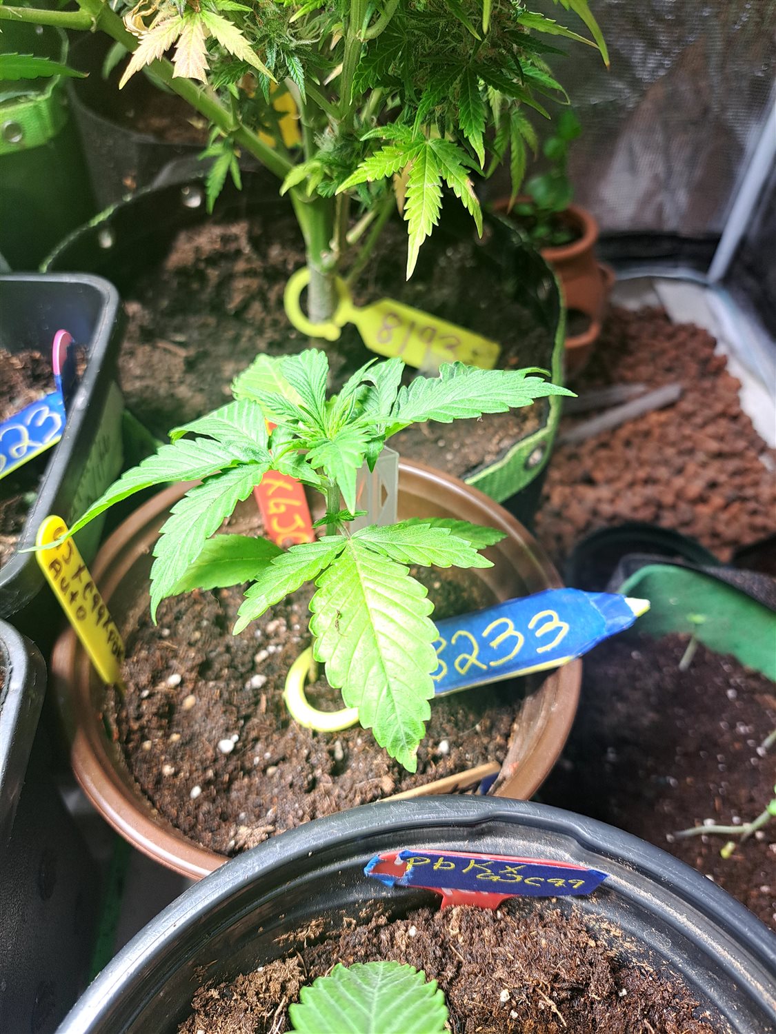 Featured Plant Image