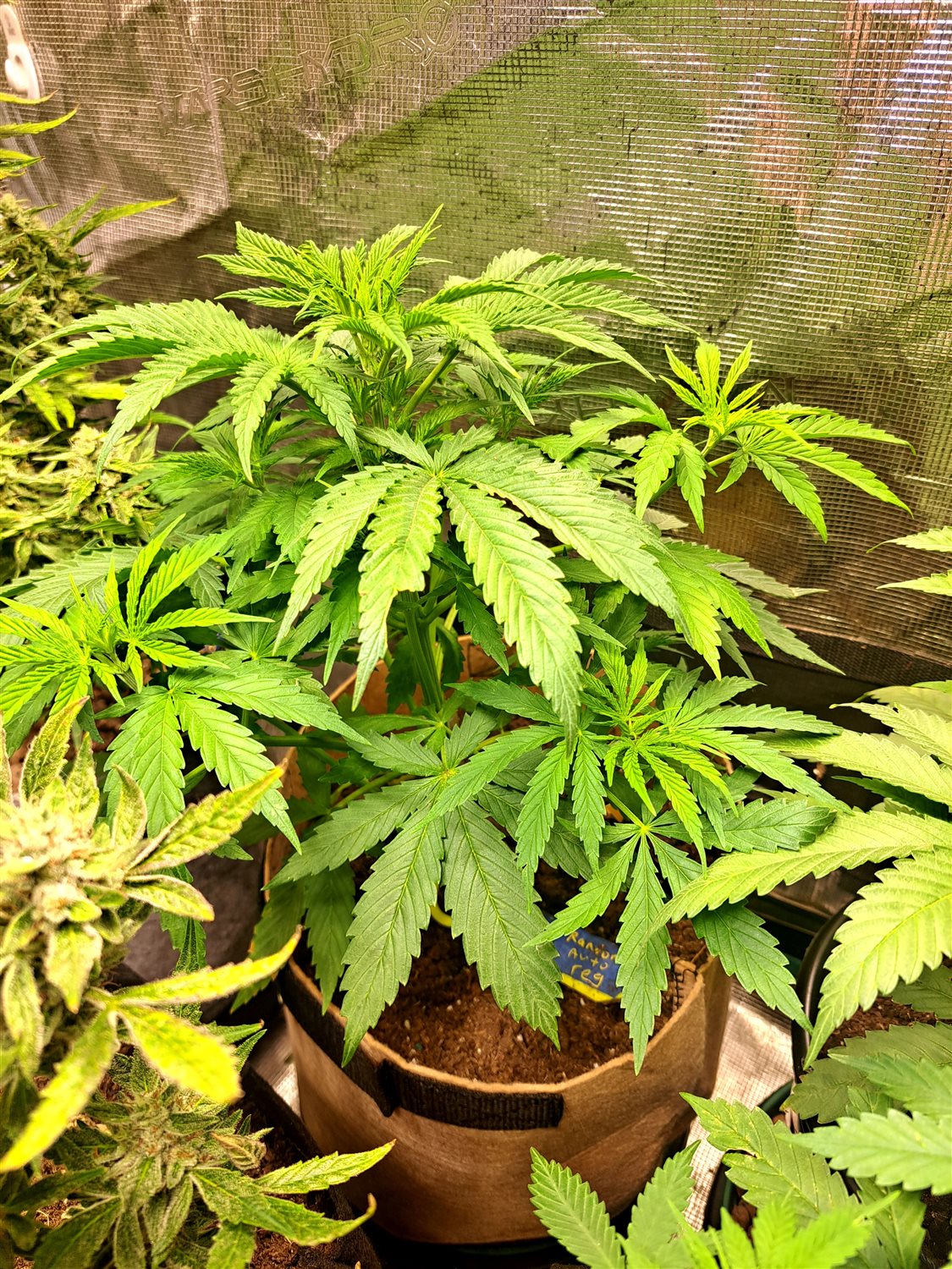 Featured Plant Image